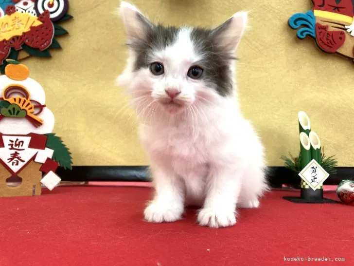 ID:2301-00424の子猫
