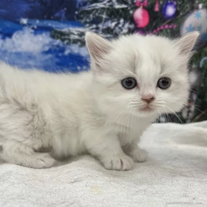 M.T 様のお迎えした子猫