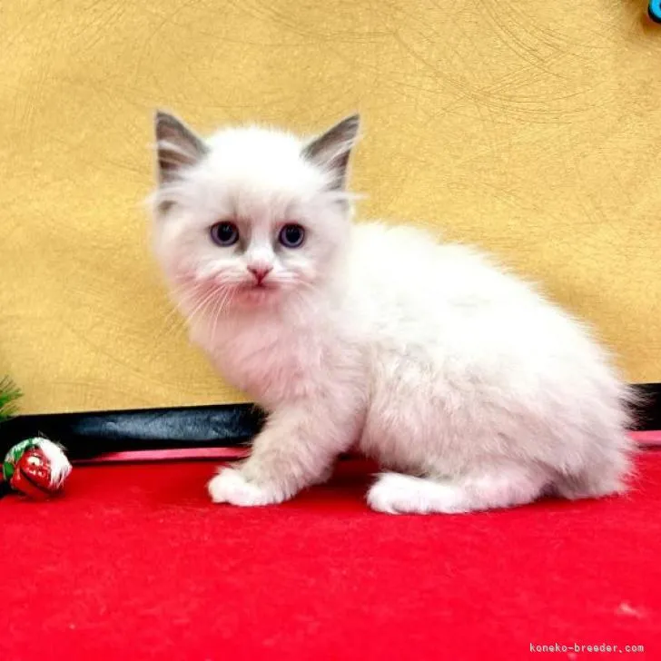 ID:2301-00046の子猫