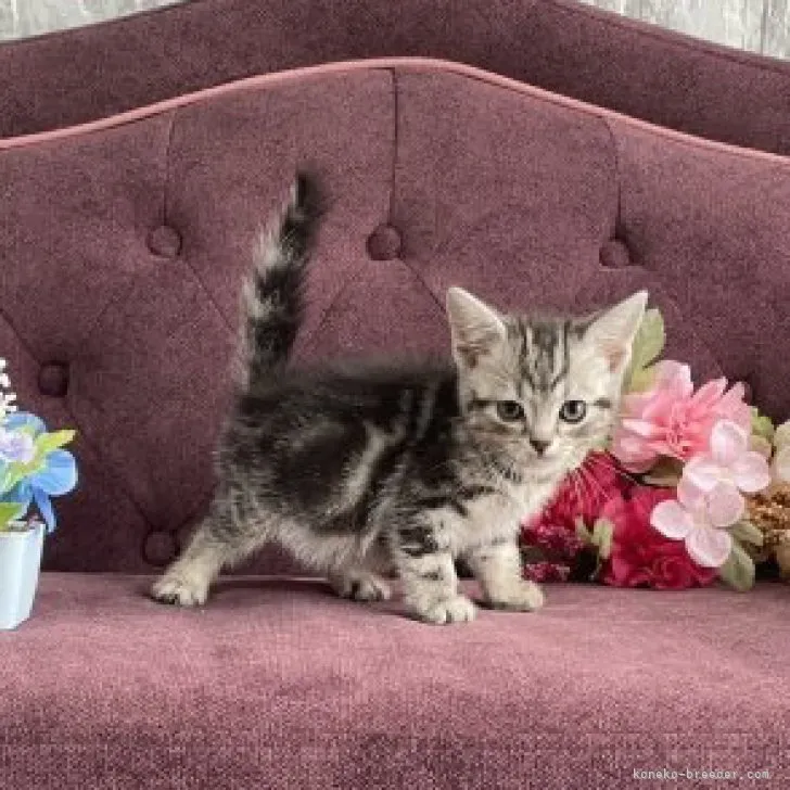 ID:2305-02997の子猫
