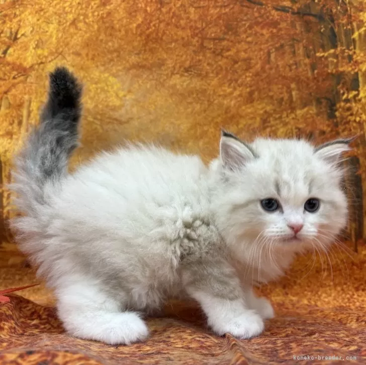 ID:2410-03072の子猫