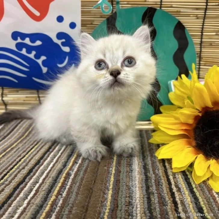 ID:2308-02774の子猫