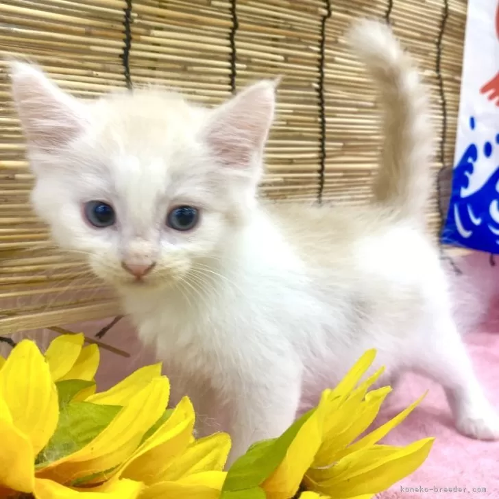 ID：2408-02383の子猫