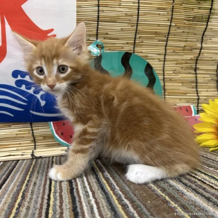 ID:2308-02786の子猫