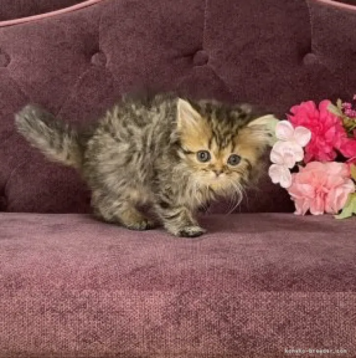 ID:2305-02977の子猫
