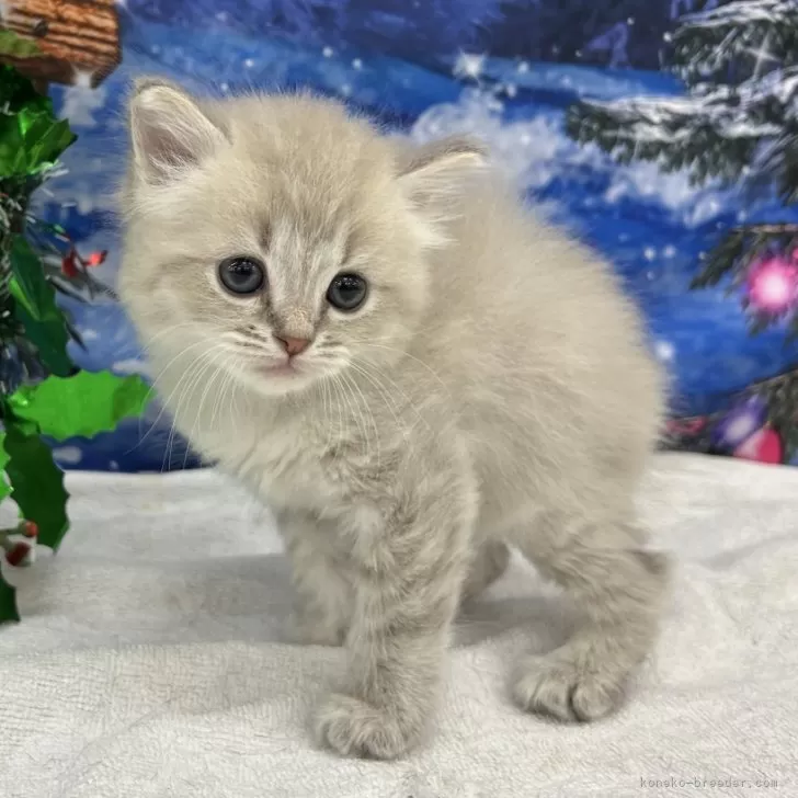 ID:2312-02312の子猫