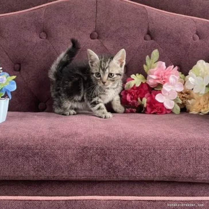 ID:2305-02998の子猫