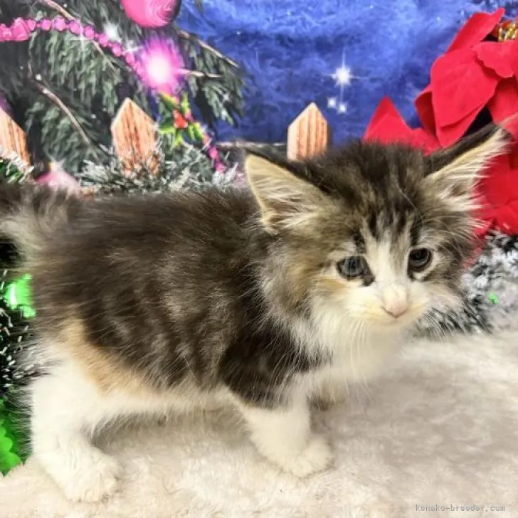 ID:2211-02528の子猫