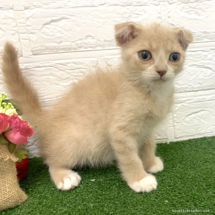 ID:2210-01788の子猫