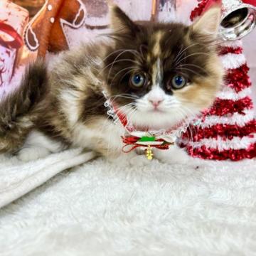 マンチカン【宮城県・女の子・2022年10月16日・キャリコ（ロング）】の写真「甘え上手✨」