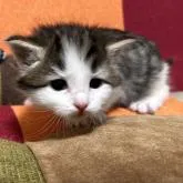 ノルウェージャンフォレストキャット【宮城県・男の子・2022年12月24日・ブラウンタビーホワイト】の写真1「1月17日撮影📸」