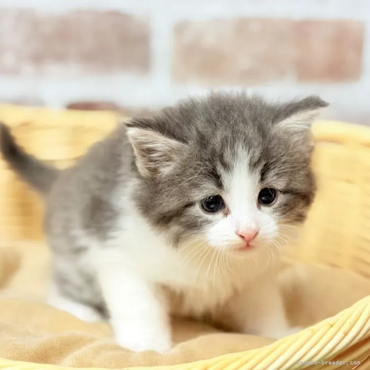 ID:2505-00428の子猫