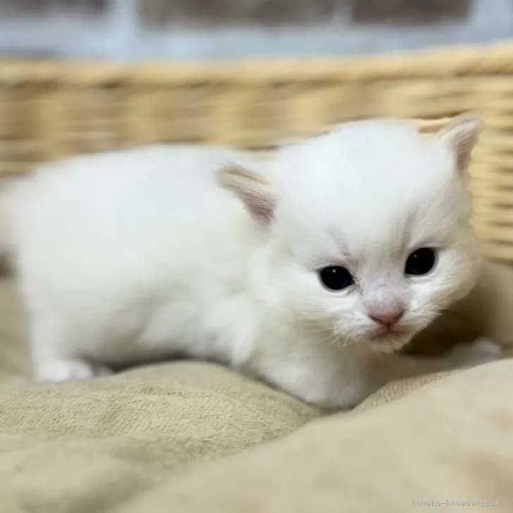 ID：2502-01809の子猫