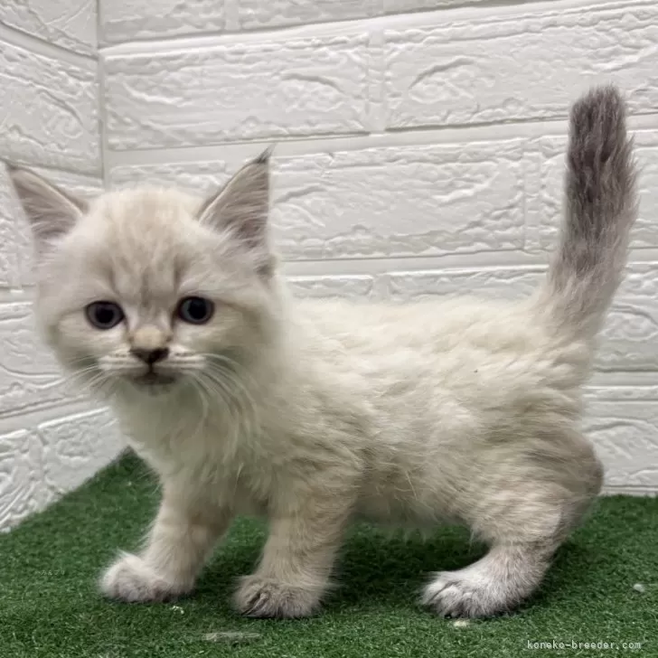 ID:2502-02098の子猫