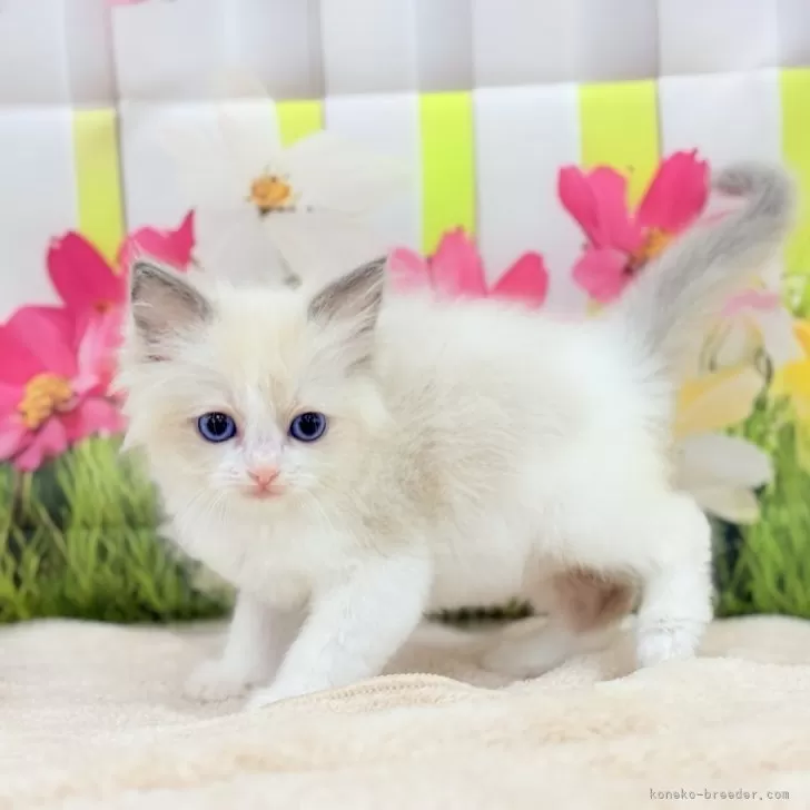 ID：2505-00429の子猫