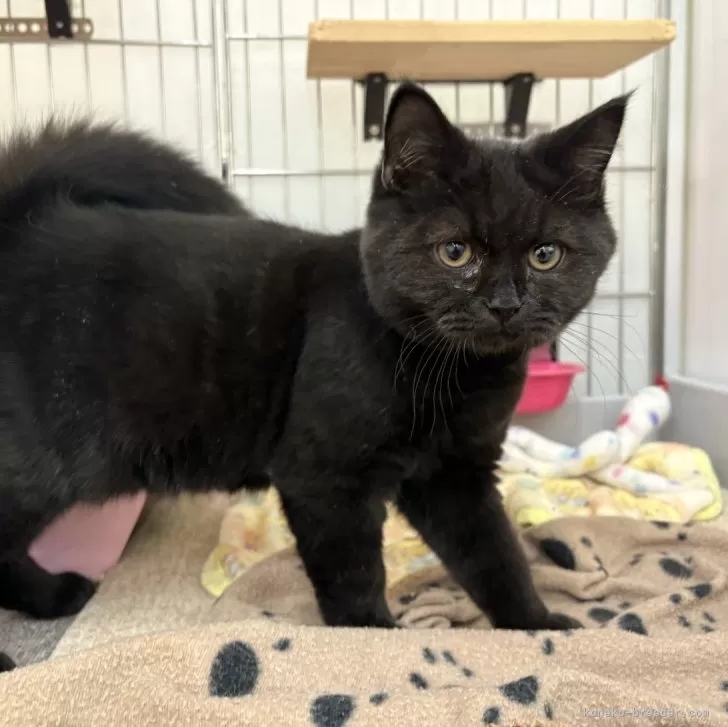 ID:2501-02277の子猫