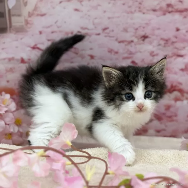 ID：2503-01480の子猫