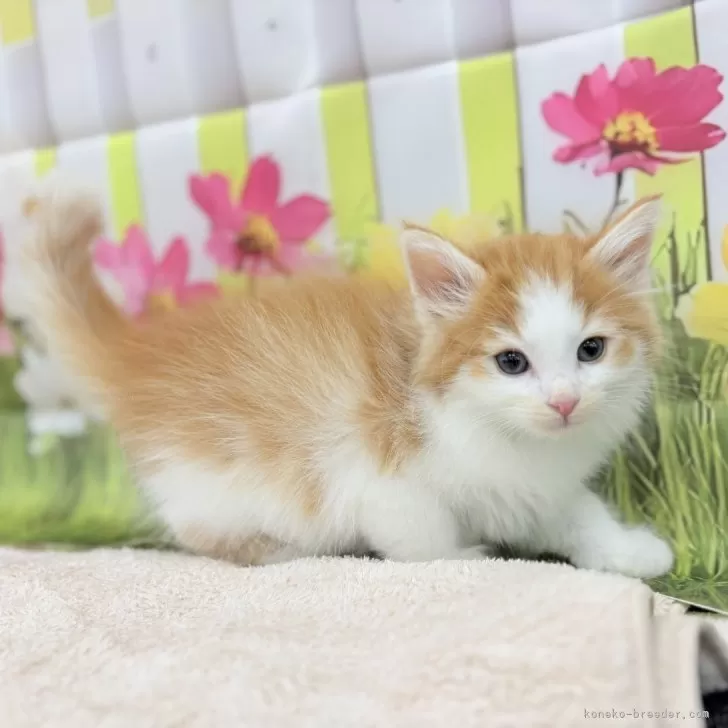 ID:2503-01482の子猫
