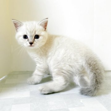 マンチカン(長足)【宮城県・男の子・2025年7月3日・ブルーリンクスポイント(仮)】の写真「ムチムチ可愛い男の子😸」