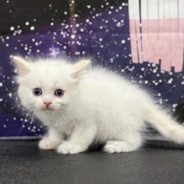 ラグドール【宮城県・男の子・2025年6月11日・クリームポイント】の写真「可愛い男の子🐈」