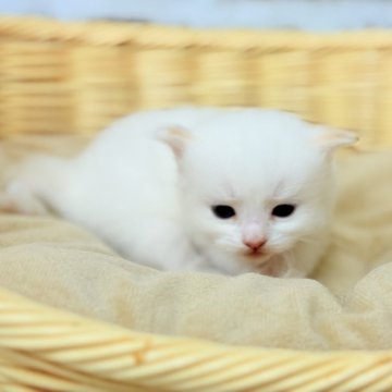 ラグドール【宮城県・男の子・2025年6月11日・クリームポイント】の写真「可愛い男の子🐈」