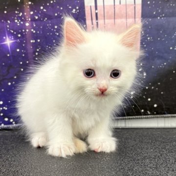 ラグドール【宮城県・男の子・2025年6月11日・クリームポイント】の写真「可愛い男の子🐈」
