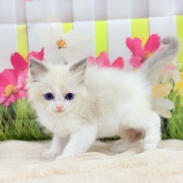 ラグドール【宮城県・女の子・2025年3月6日・ブルーポイントバイカラー】の写真「マイペースな女の子🐈」