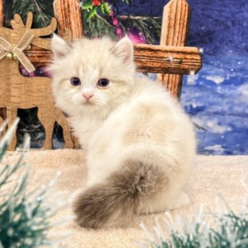 マンチカン(長足)【宮城県・男の子・2025年10月30日・シールポイントバイカラー】の写真「人形のような可愛さの男の子⭐️」