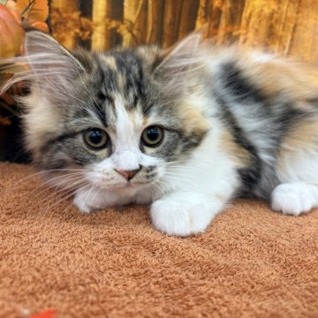 マンチカン(長足)【宮城県・女の子・2025年8月15日・ブラウンパッチドタビーホワイト】の写真「甘えん坊な女の子🐱」