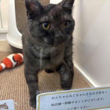 マンチカン(長足)【宮城県・男の子・2025年4月28日・ブラックスモーク】の写真「甘えん坊将軍な男の子🐈」