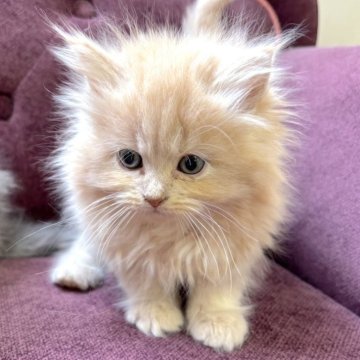 サイベリアン【宮城県・男の子・2025年1月14日・クリームタビー】の写真「もふもふかわいい男の子です✨」
