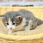 ノルウェージャンフォレストキャット