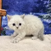 マンチカン(長足)