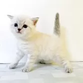 マンチカン(長足)