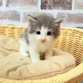 ノルウェージャンフォレストキャット