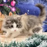 ノルウェージャンフォレストキャット