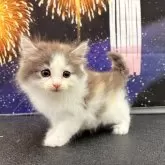 ノルウェージャンフォレストキャット