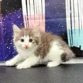 ノルウェージャンフォレストキャット