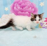 ノルウェージャンフォレストキャット