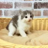 ノルウェージャンフォレストキャット