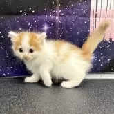 ノルウェージャンフォレストキャット