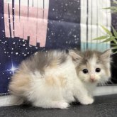 ノルウェージャンフォレストキャット