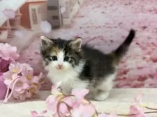 ノルウェージャンフォレストキャット【宮城県・女の子・2025年2月9日・キャリコ】の写真2