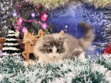 ノルウェージャンフォレストキャット【宮城県・女の子・2025年9月10日・ダイリュートキャリコ】の写真3