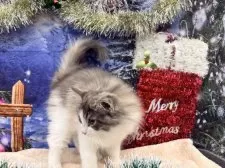 ノルウェージャンフォレストキャット【宮城県・女の子・2025年9月10日・ダイリュートキャリコ】の写真4