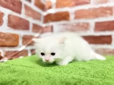 ラグドール【宮城県・女の子・2025年11月19日・クリームポイント】の写真4