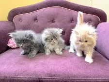 サイベリアン【宮城県・男の子・2025年1月14日・ブルータビー】の写真5