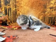 マンチカン(長足)【宮城県・女の子・2025年8月15日・ブラウンパッチドタビーホワイト】の写真5