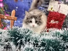 ノルウェージャンフォレストキャット【宮城県・女の子・2025年9月10日・ダイリュートキャリコ】の写真5