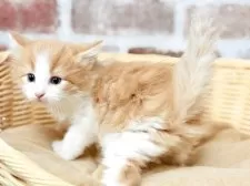 ノルウェージャンフォレストキャット【宮城県・男の子・2025年3月30日・レッドタビーホワイト】の写真3「５月４日時点で５２９g」